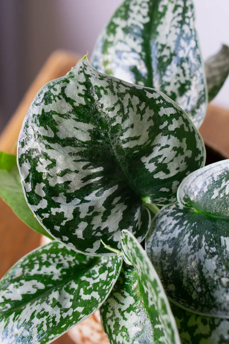 Scindapsus pictus Exotica