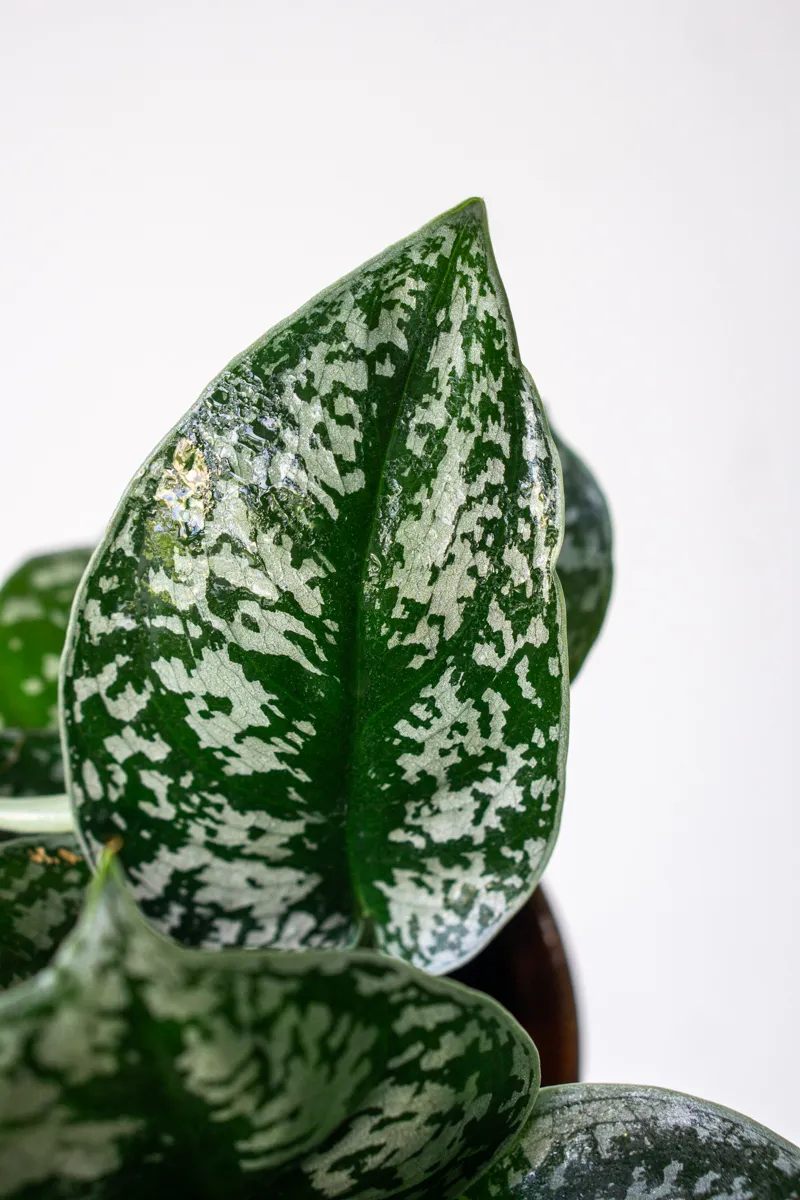 Scindapsus pictus Exotica