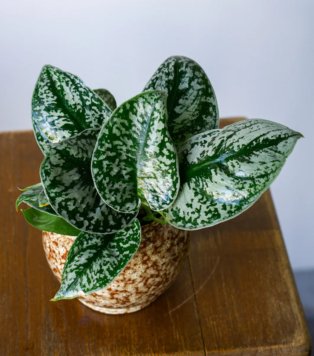 Scindapsus pictus Exotica