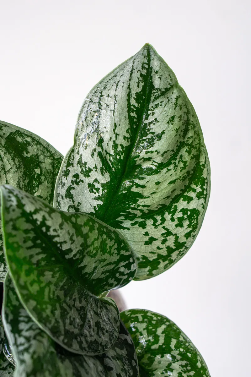 Scindapsus pictus Exotica