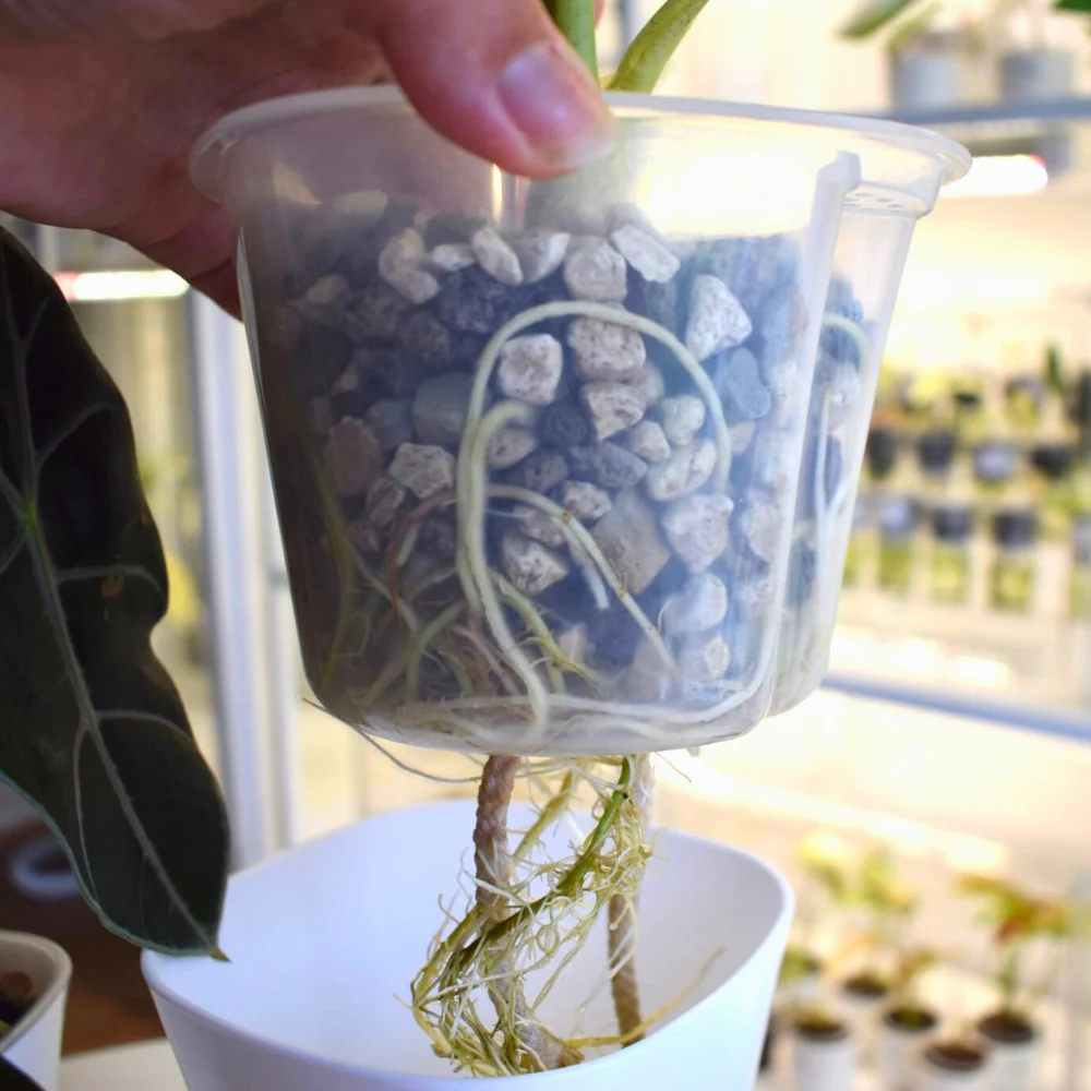 Samozavlazovaci kvetinac s vkladom