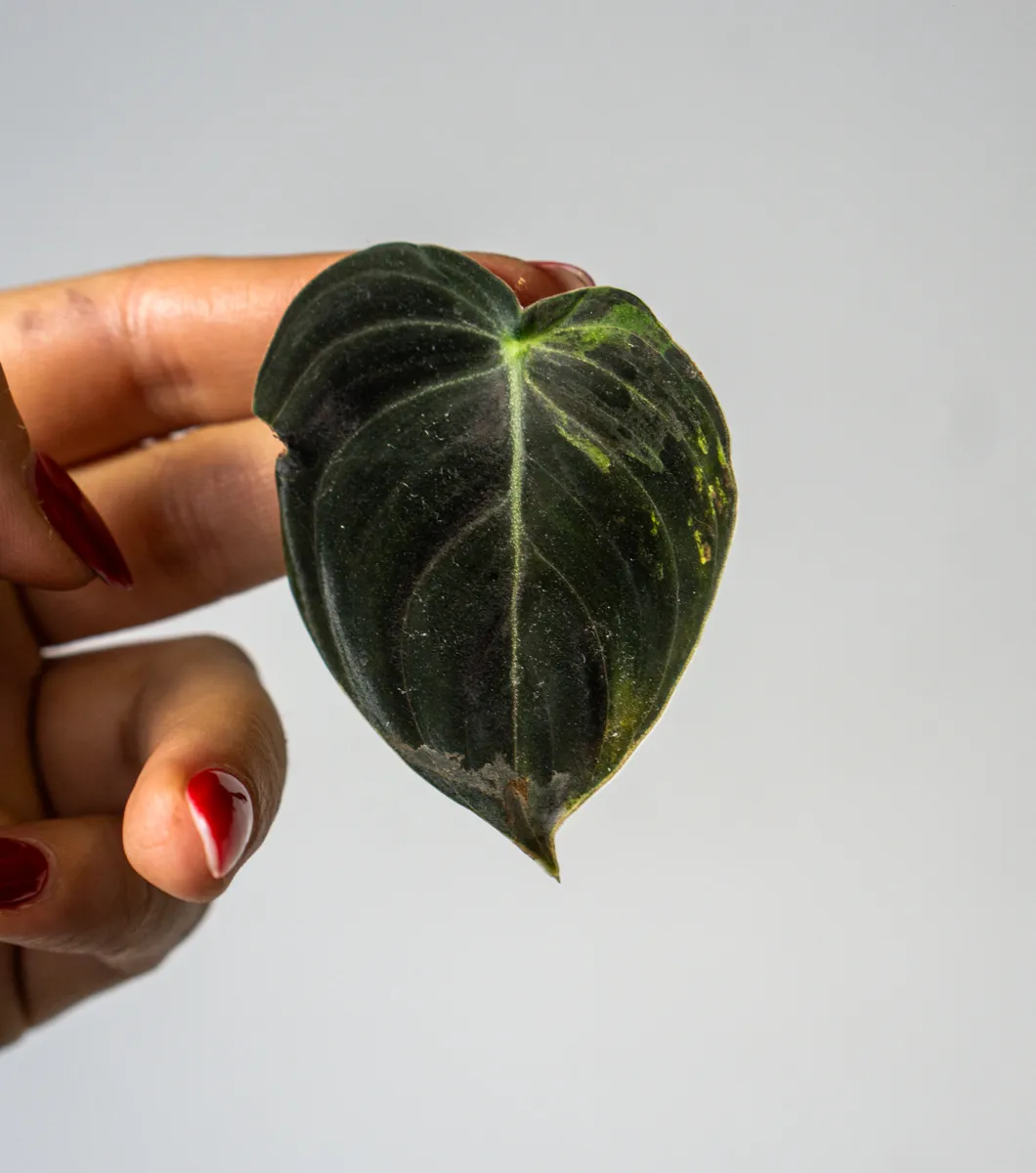 Odrezok Philodendron Melanochrysum variegatum