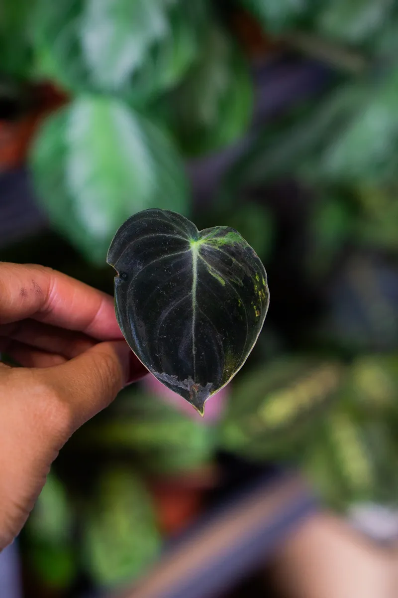 Odrezok Philodendron Melanochrysum variegatum