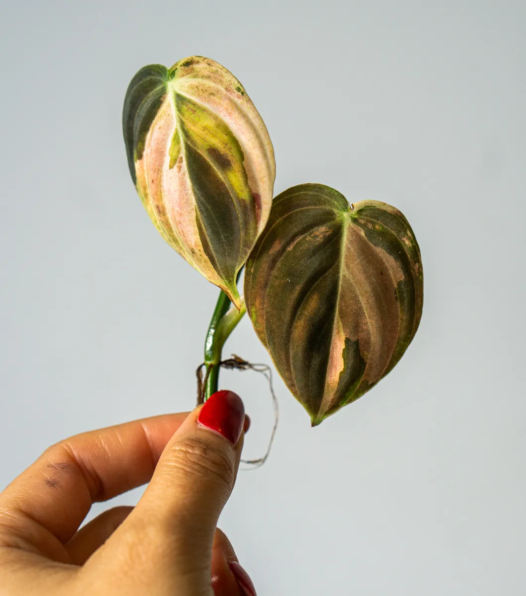 Odrezok Philodendron Melanochrysum variegatum