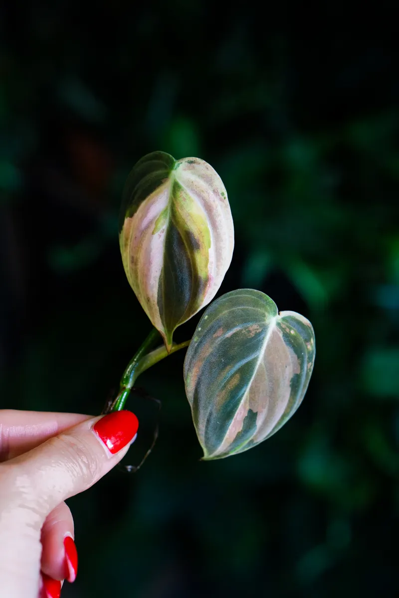 Odrezok Philodendron Melanochrysum variegatum