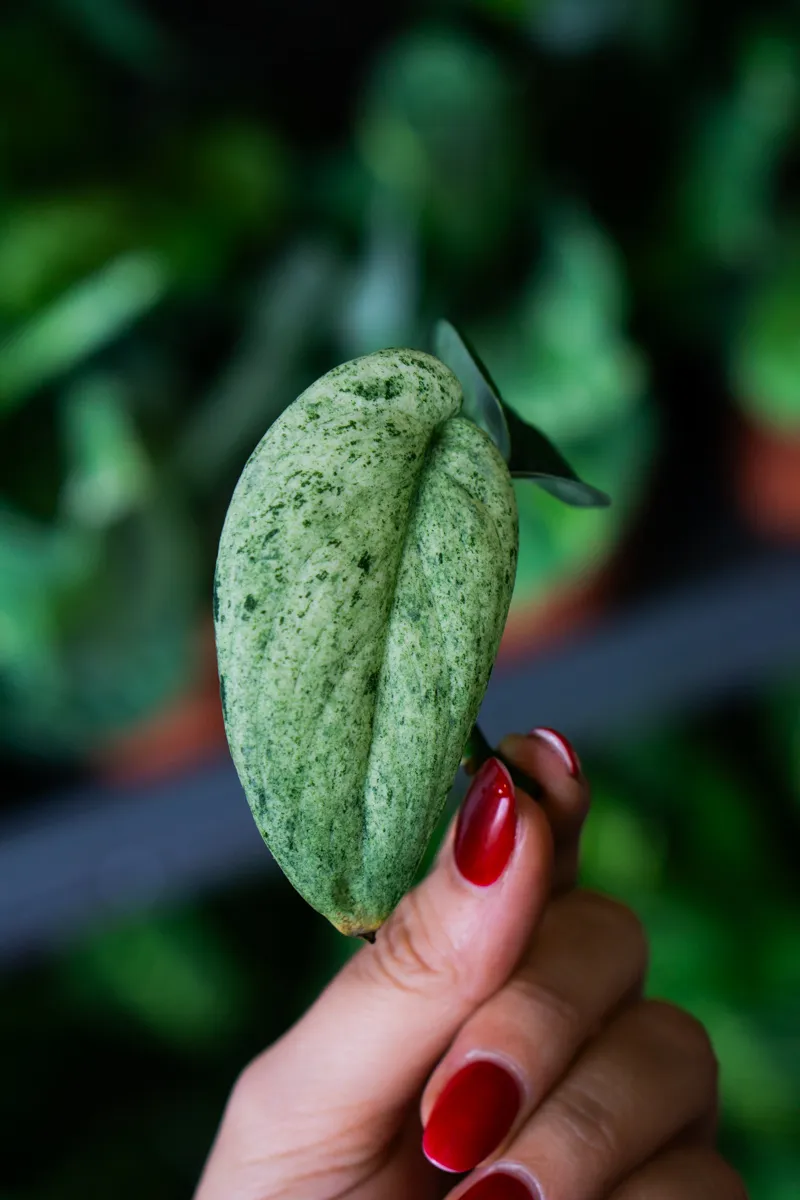 Odrezok Scindapsus Jade Satin Mint