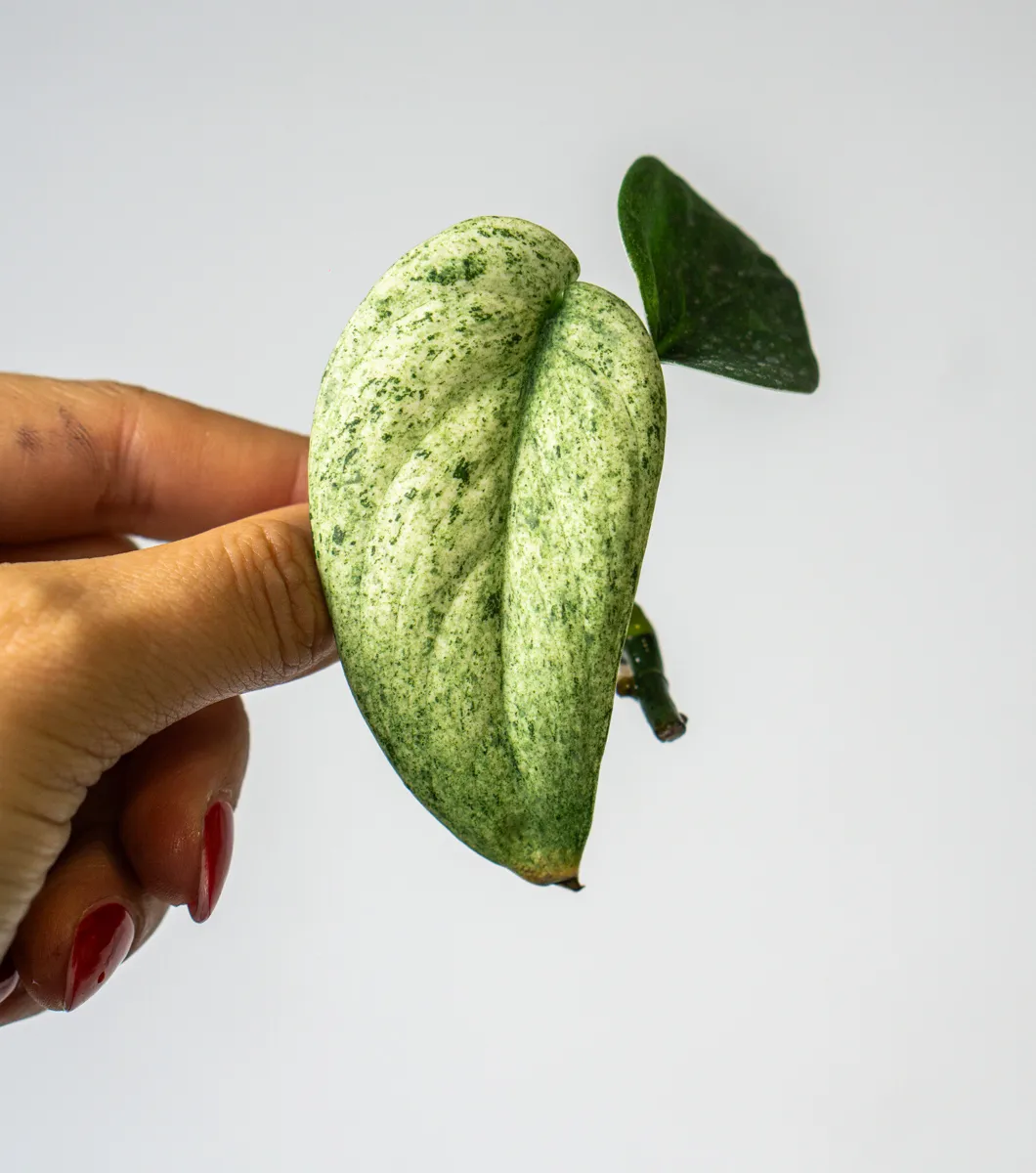 Odrezok Scindapsus Jade Satin Mint