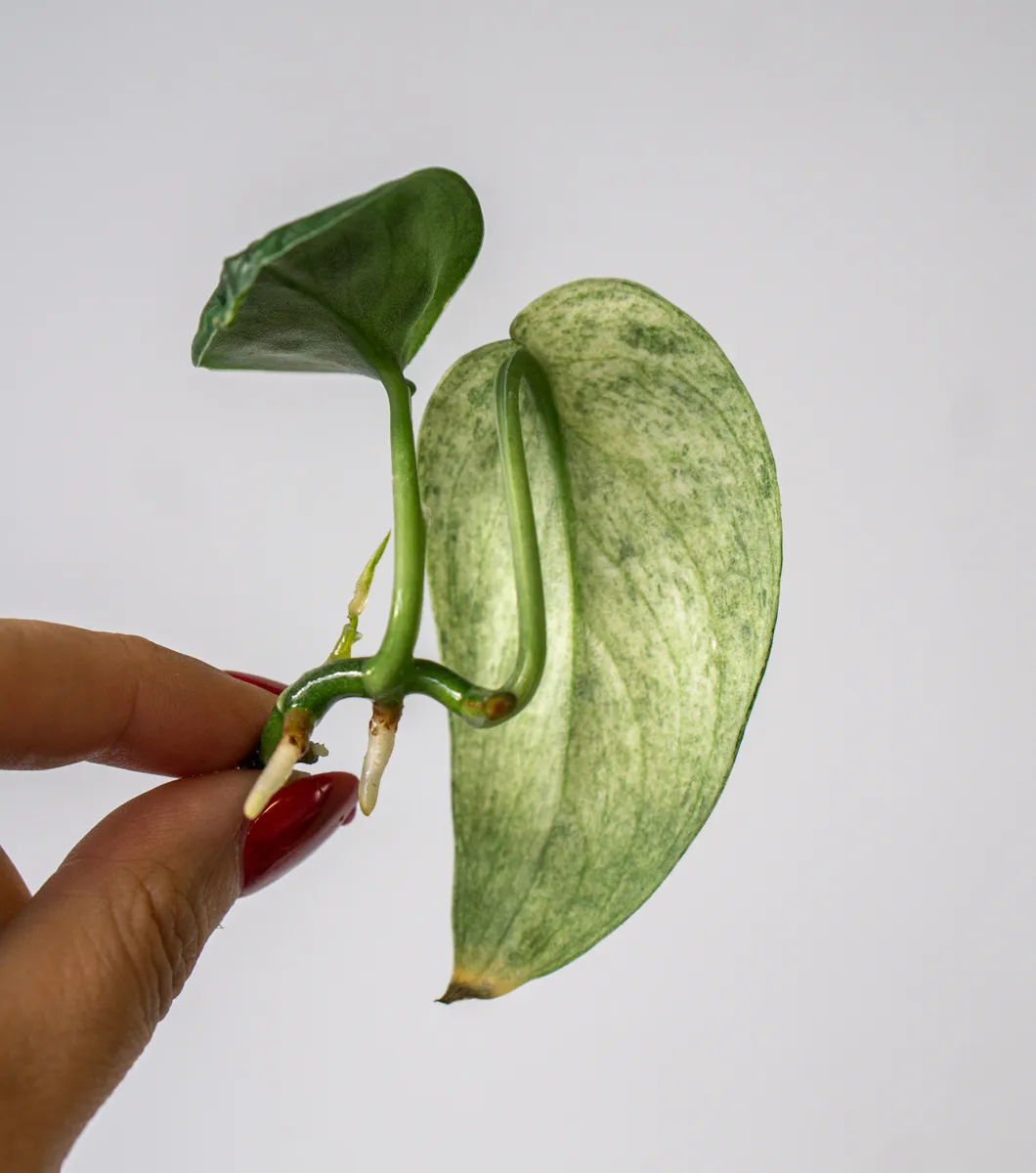 Odrezok Scindapsus Jade Satin Mint