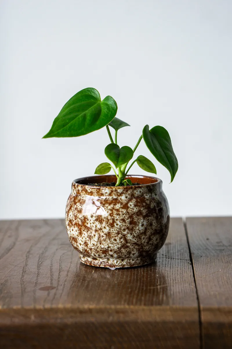 Baby Anthurium Veitchii / King Anthurium