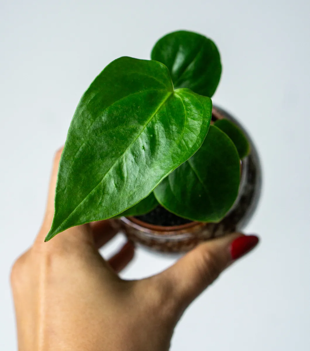 Baby Anthurium Veitchii / King Anthurium