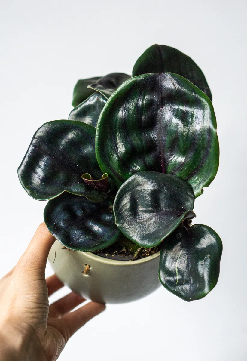 Geogenanthus ciliatus 'Midnight Pearl'