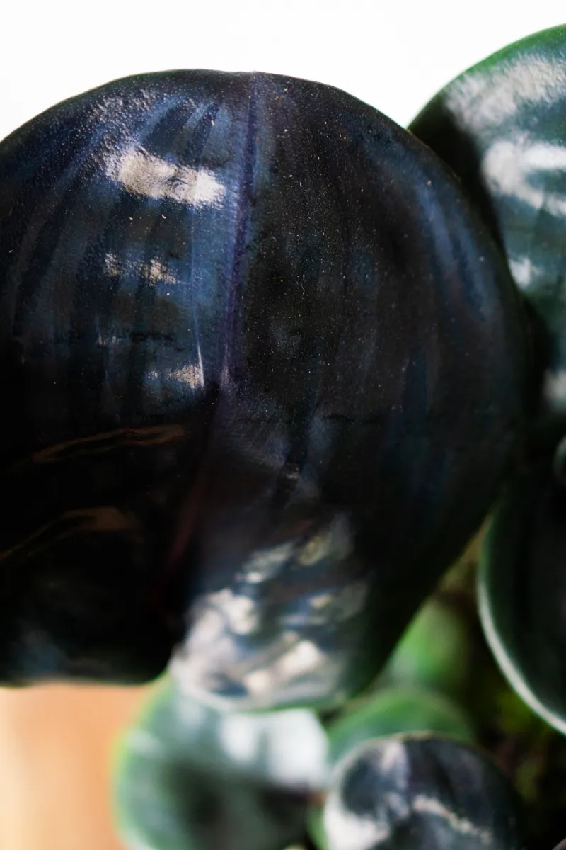 Geogenanthus ciliatus 'Midnight Pearl'