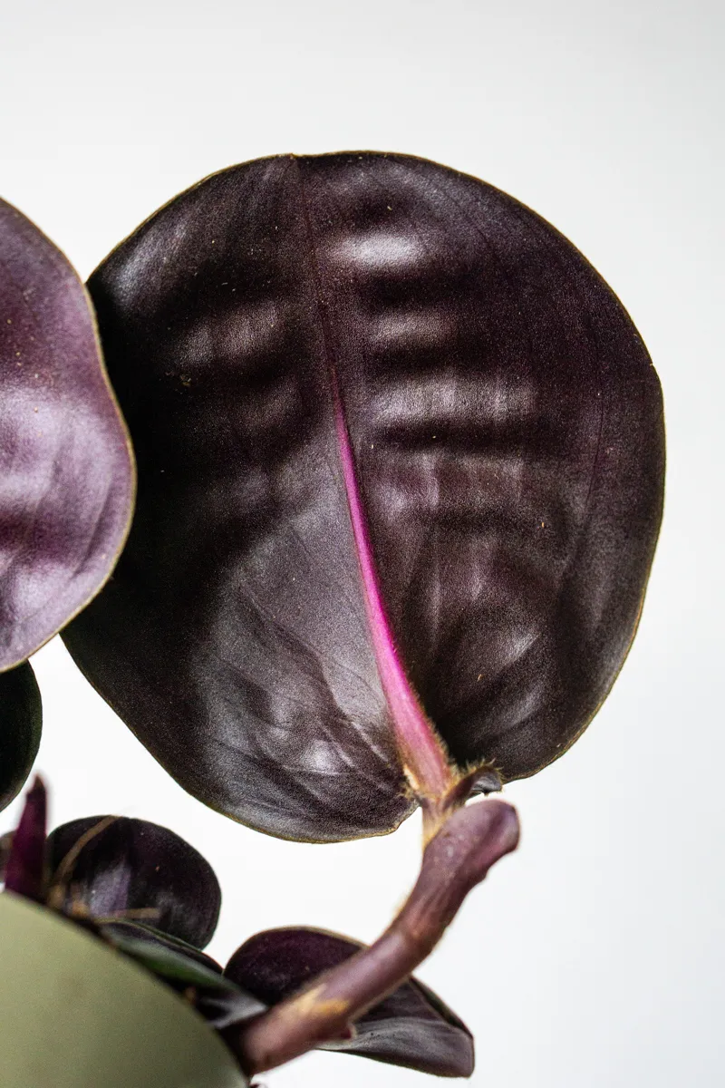 Geogenanthus ciliatus 'Midnight Pearl'