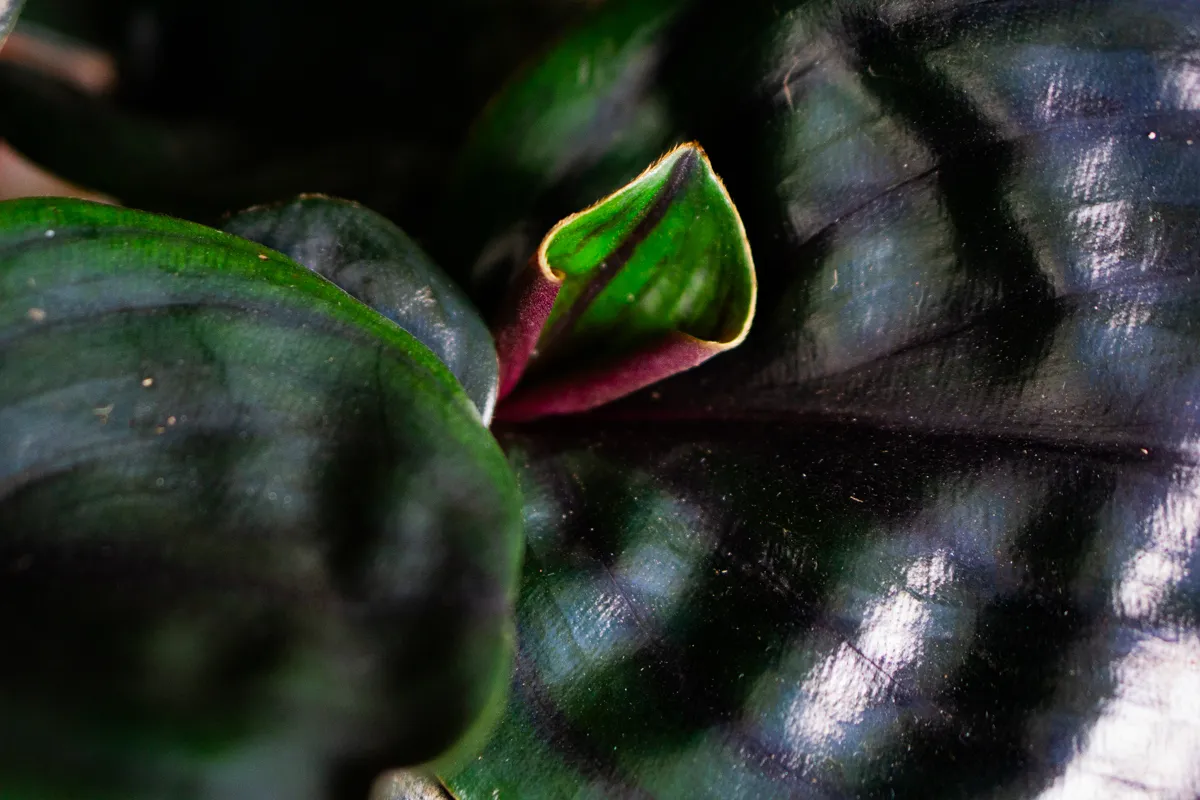 Geogenanthus ciliatus 'Midnight Pearl'