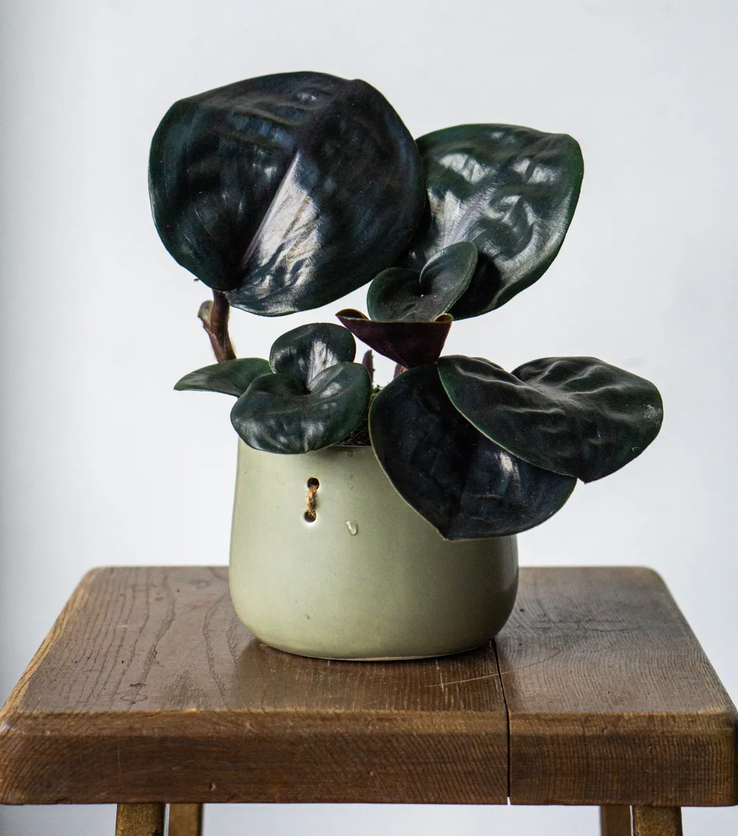 Geogenanthus ciliatus 'Midnight Pearl'