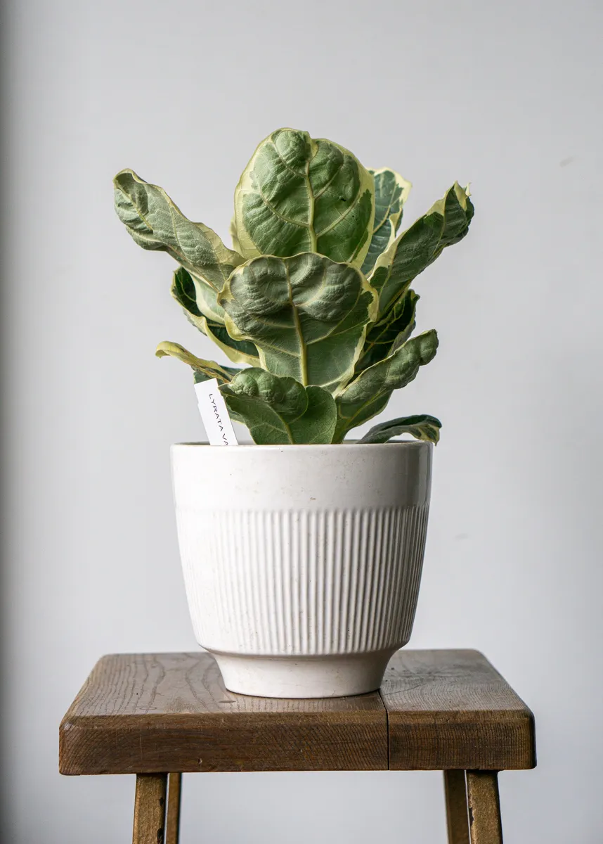 Ficus Lyrata variegata