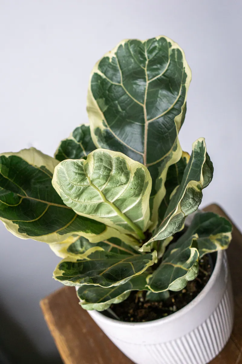 Ficus Lyrata variegata