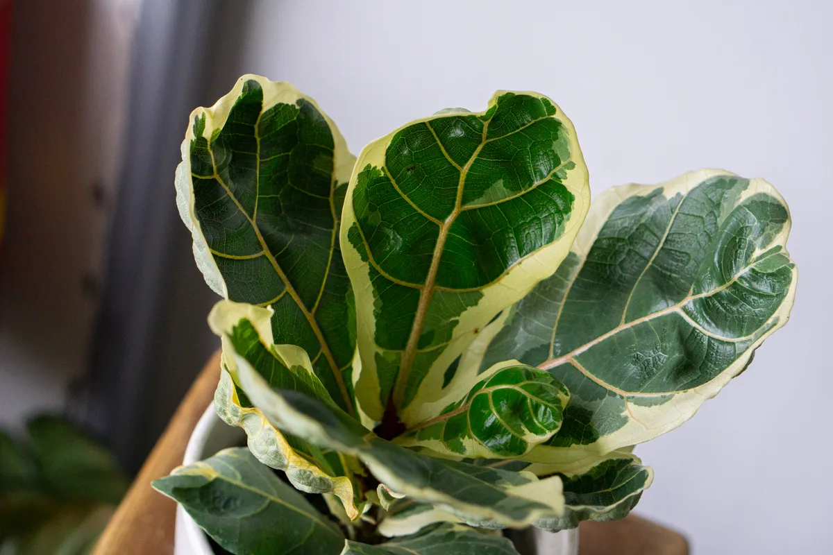 Ficus Lyrata variegata