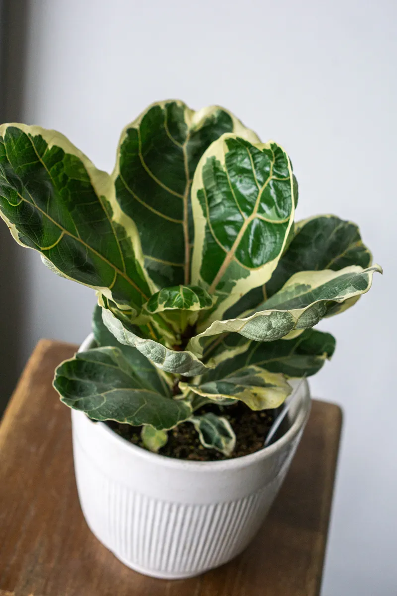 Ficus Lyrata variegata