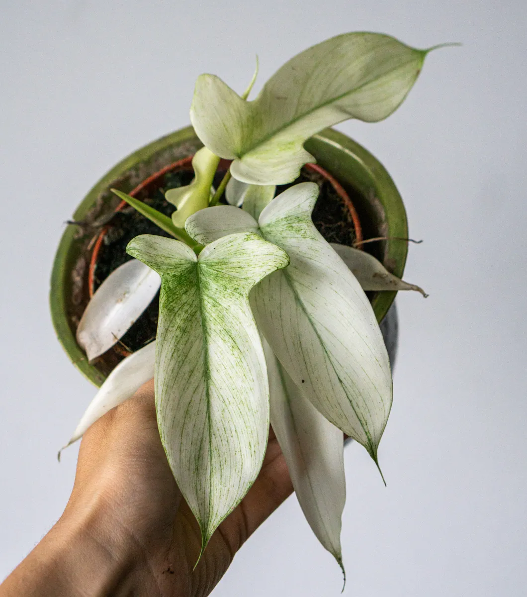 Philodendron Florida Ghost