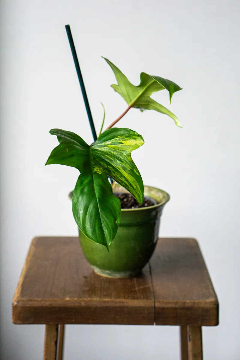 Philodendron Florida Beauty