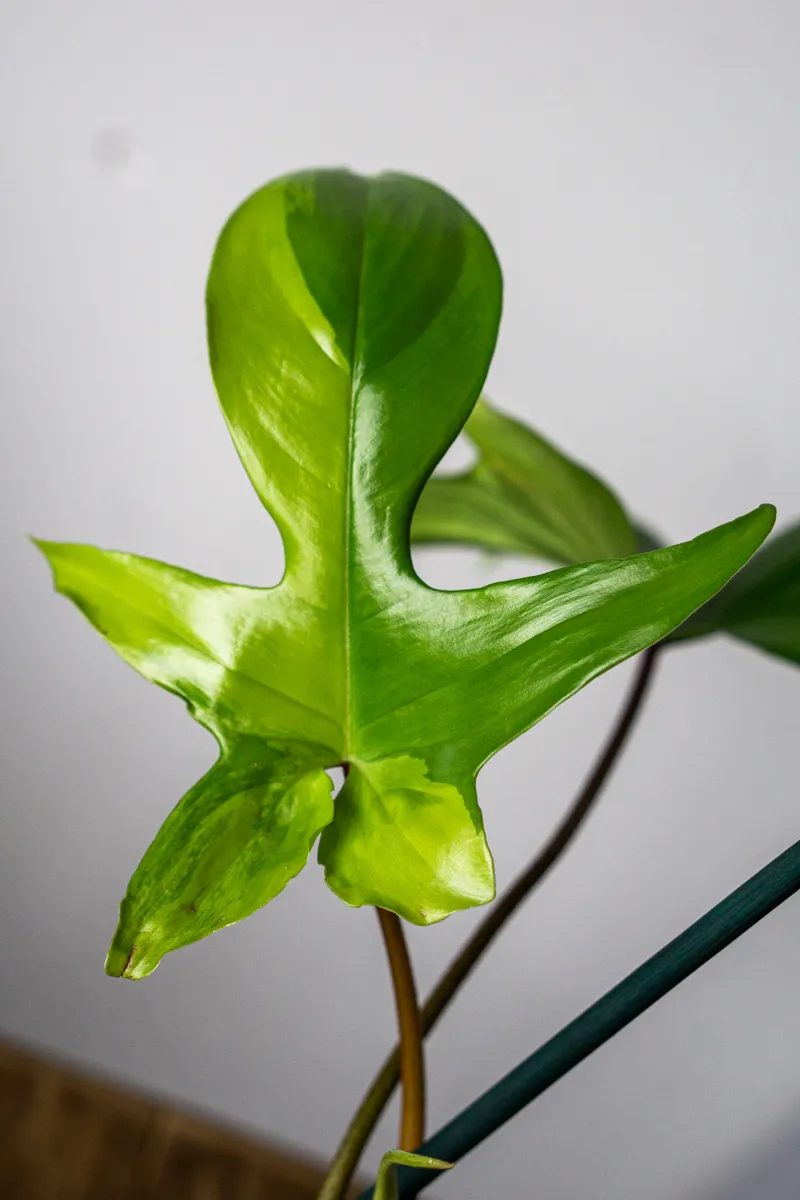 Philodendron Florida Beauty