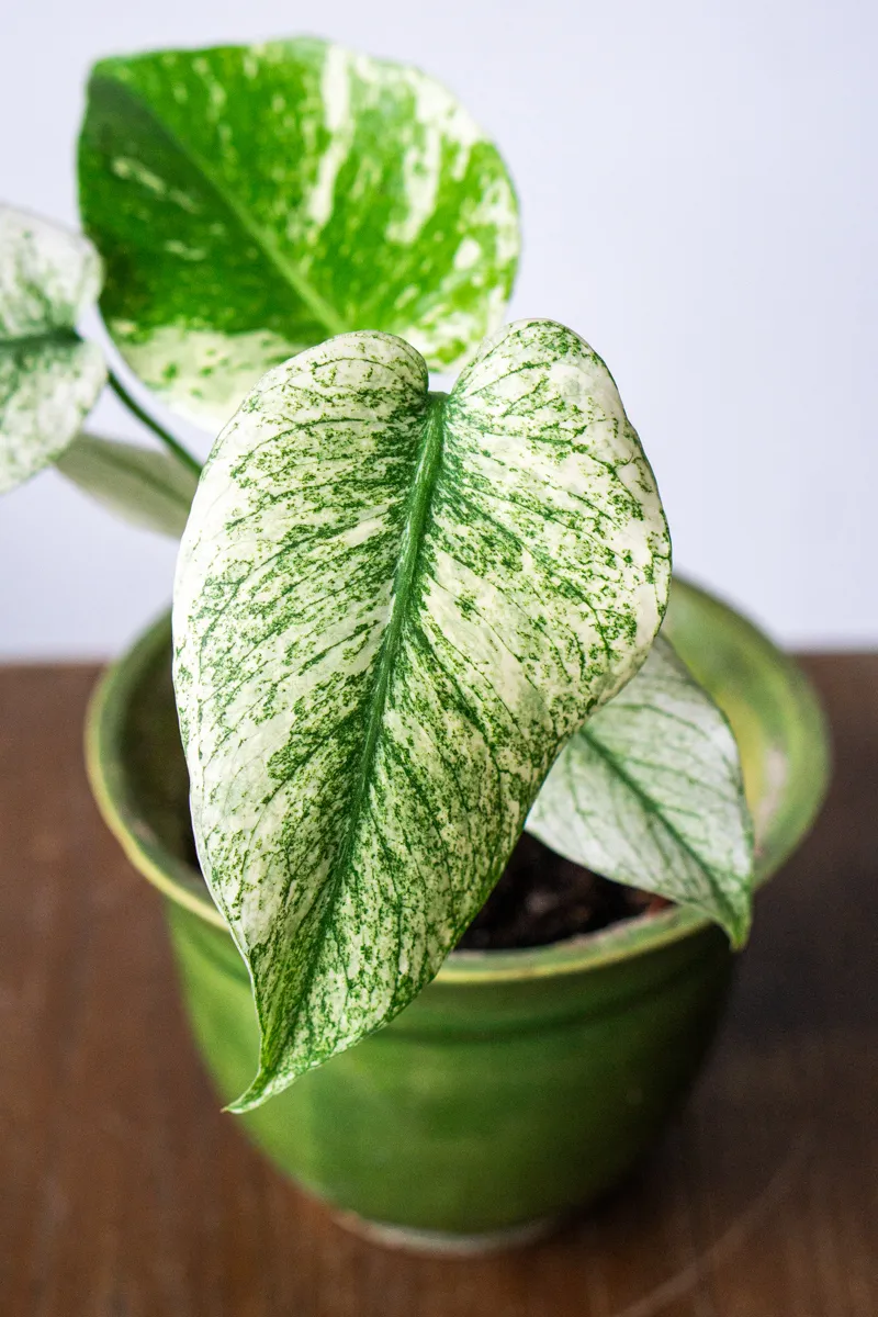 Monstera Deliciosa Mint (1A)