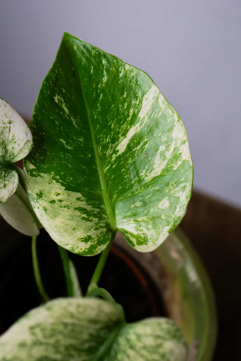 Monstera Deliciosa Mint (1A)