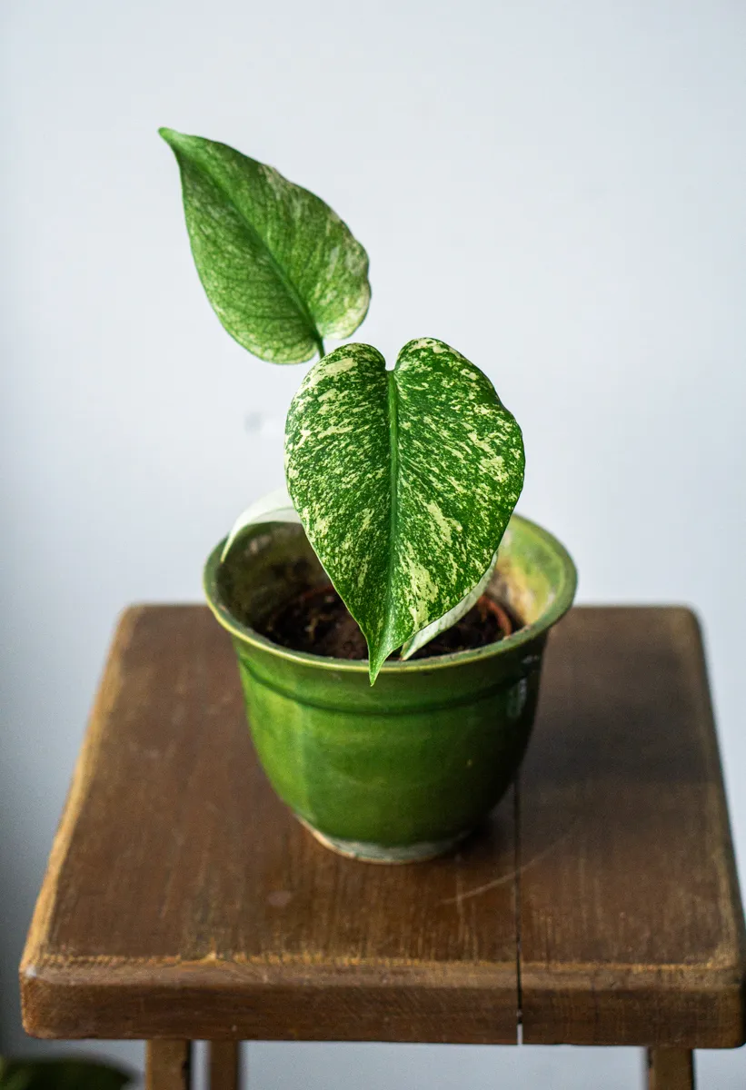Monstera Deliciosa Mint (1B)