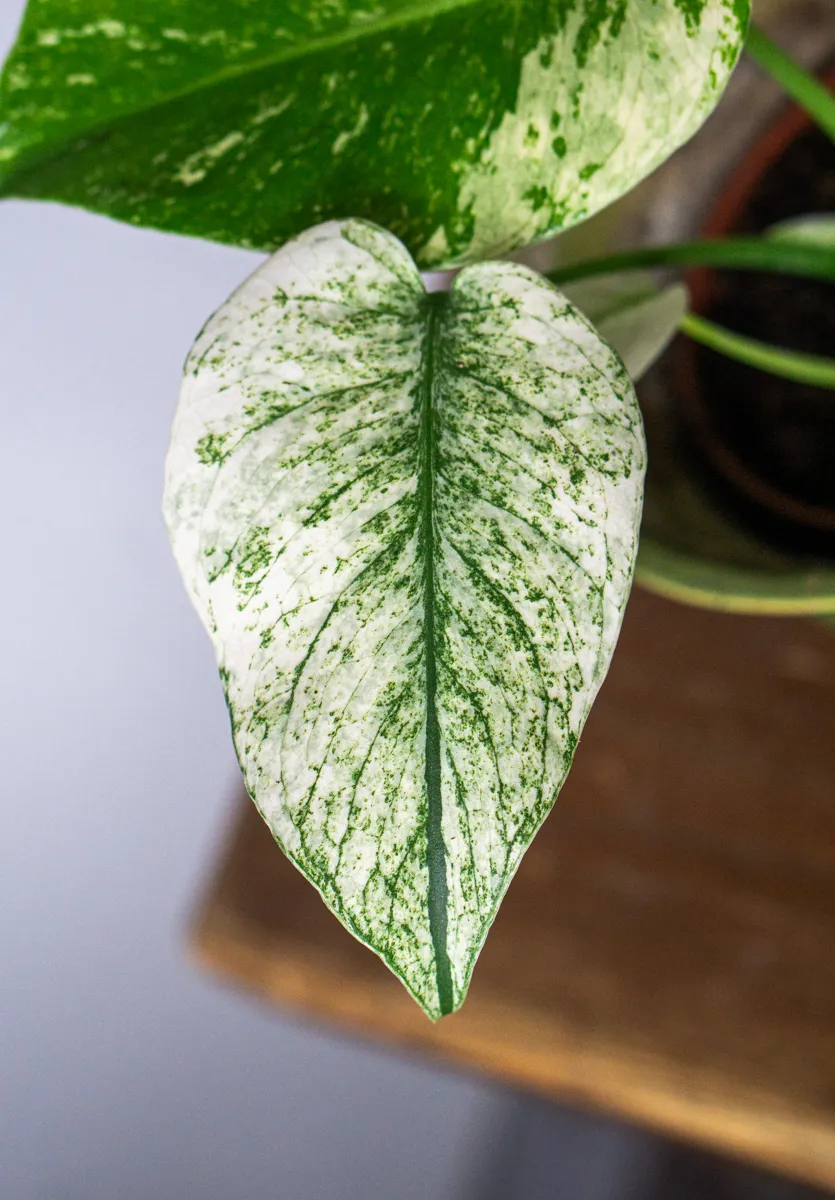 Monstera Deliciosa Mint (1A)