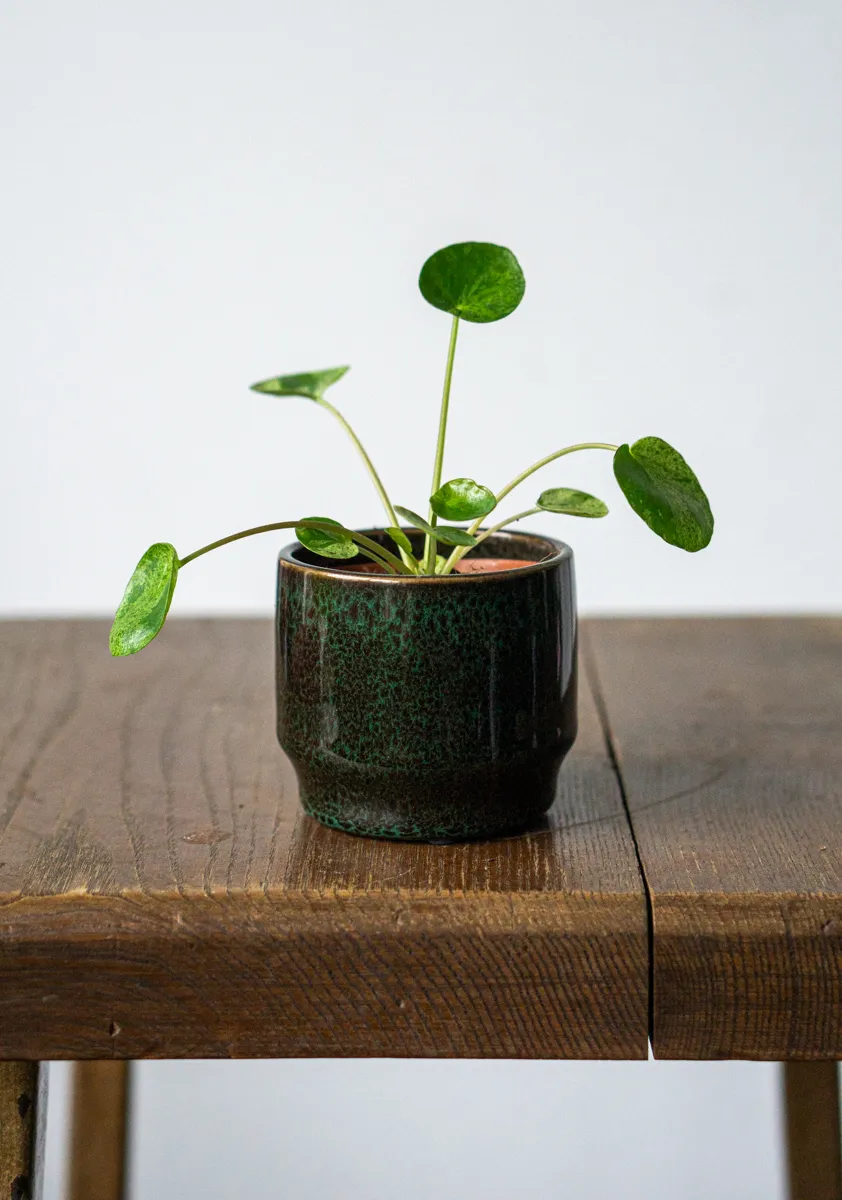 Baby Pilea Mojito (Zachran ma)