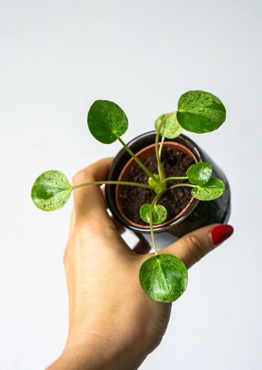 Baby Pilea Mojito (Zachran ma)