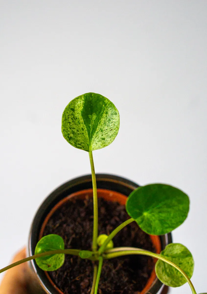 Baby Pilea Mojito (Zachran ma)