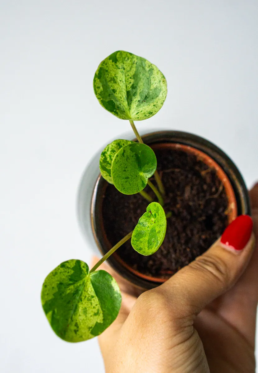 Baby Pilea Mojito (Zachran ma)