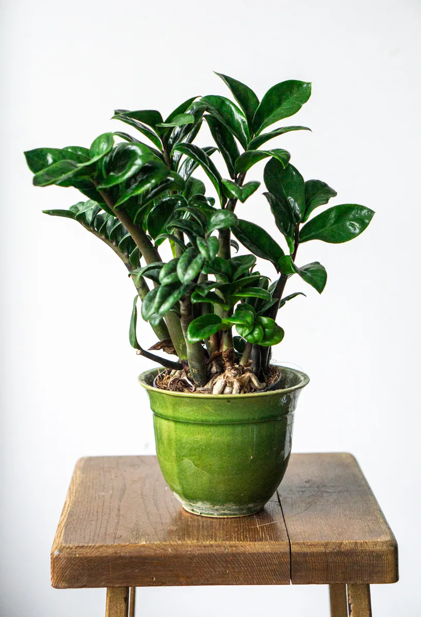 Zamioculcas Zenzi