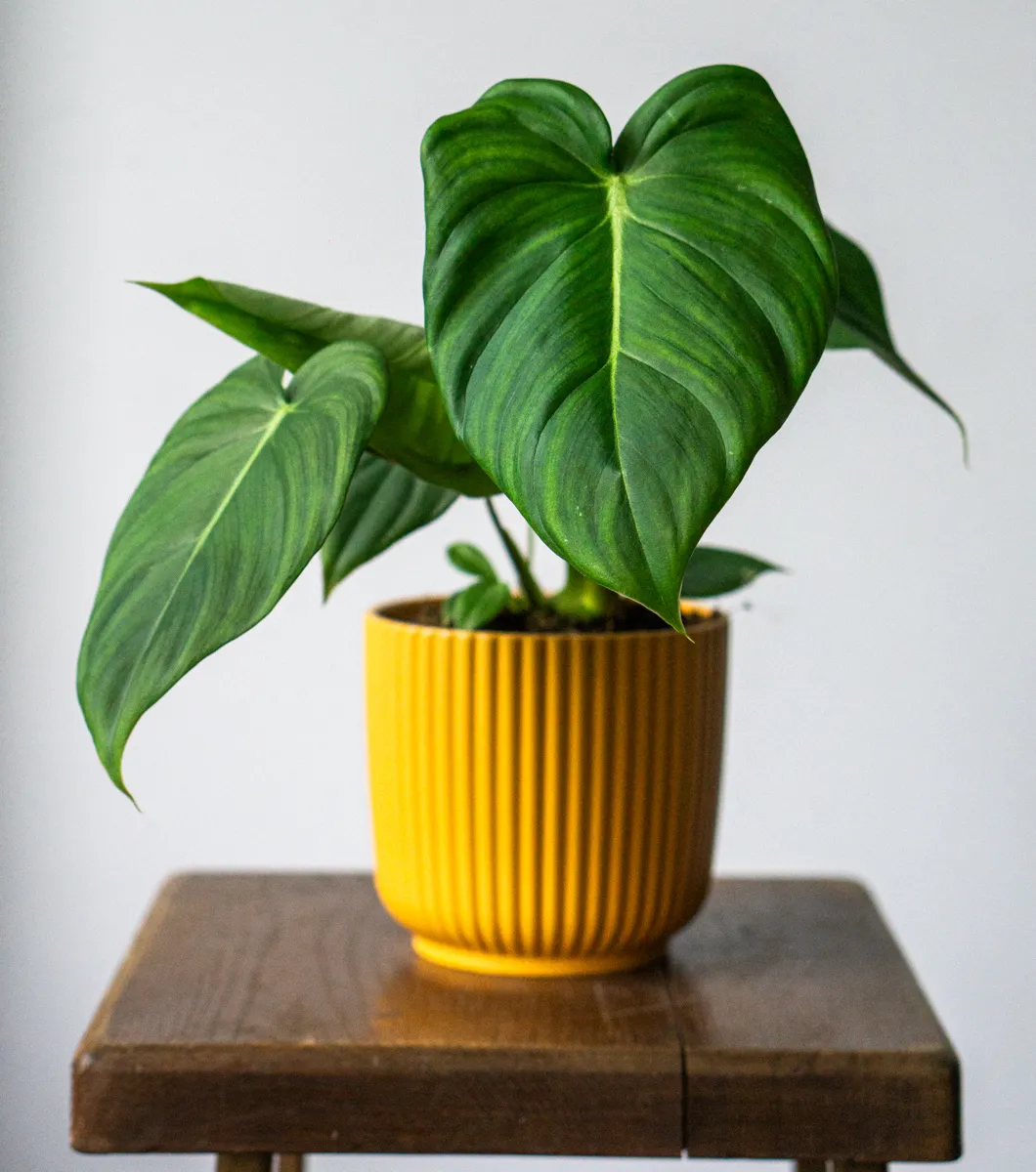 Philodendron Pastazanum x McDowell (Zachran ma)