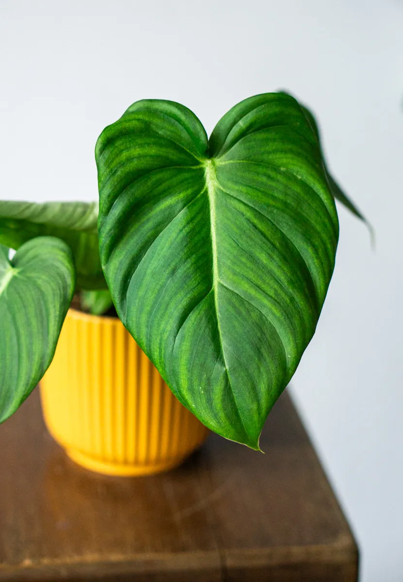 Philodendron Pastazanum x McDowell (Zachran ma)