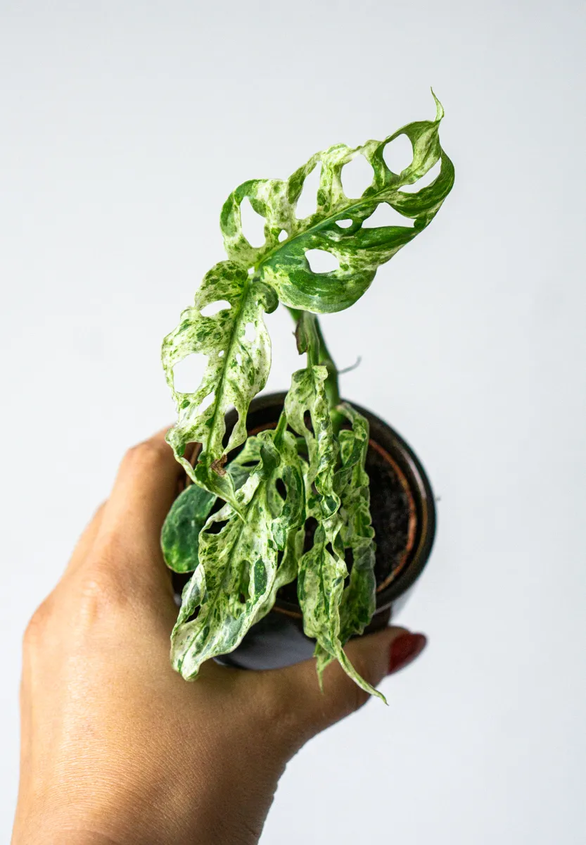 Baby Monstera adansonii Frozen Freckles