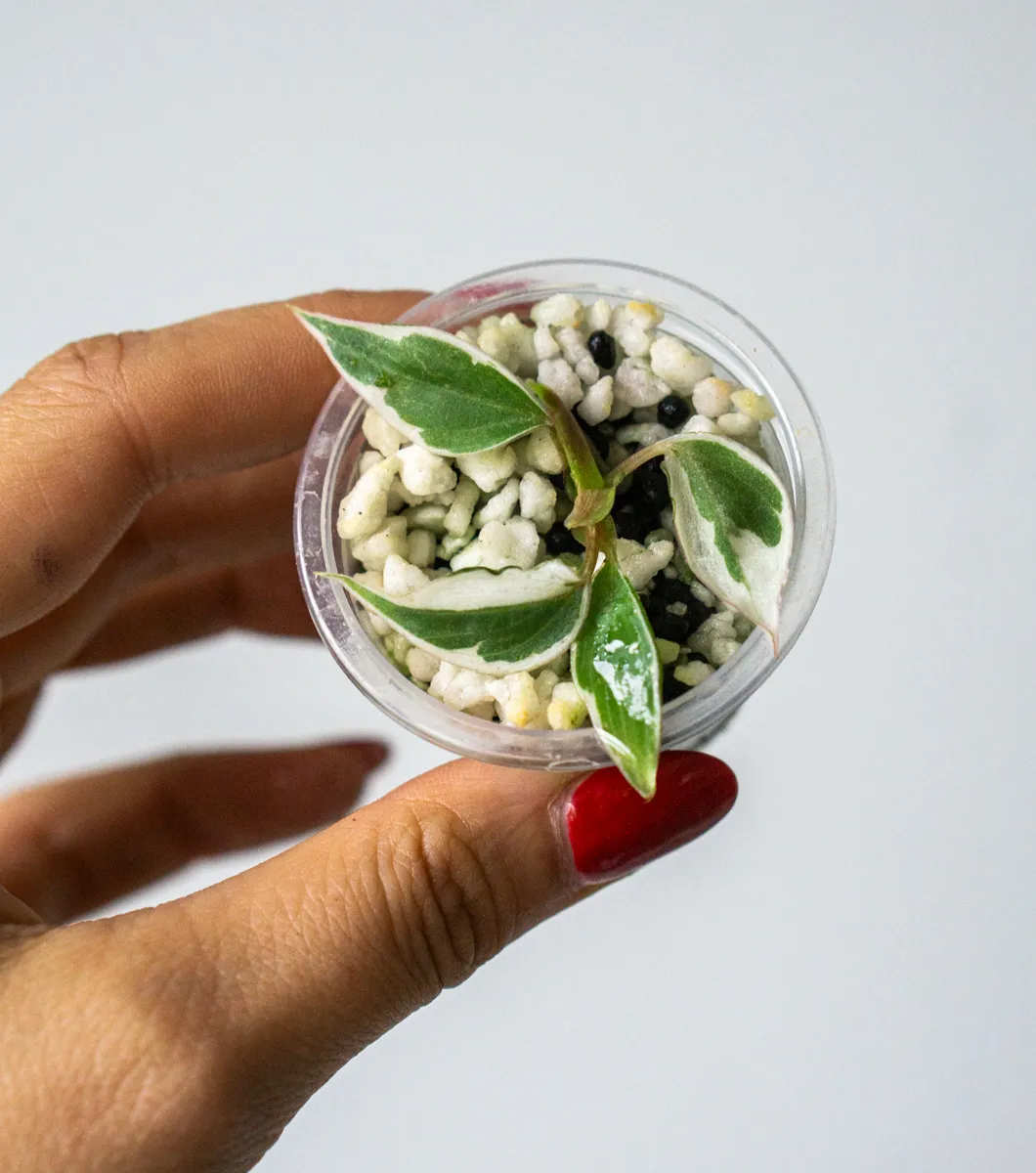 Philodendron Micans Velvet Halo variegatum (semihydro)