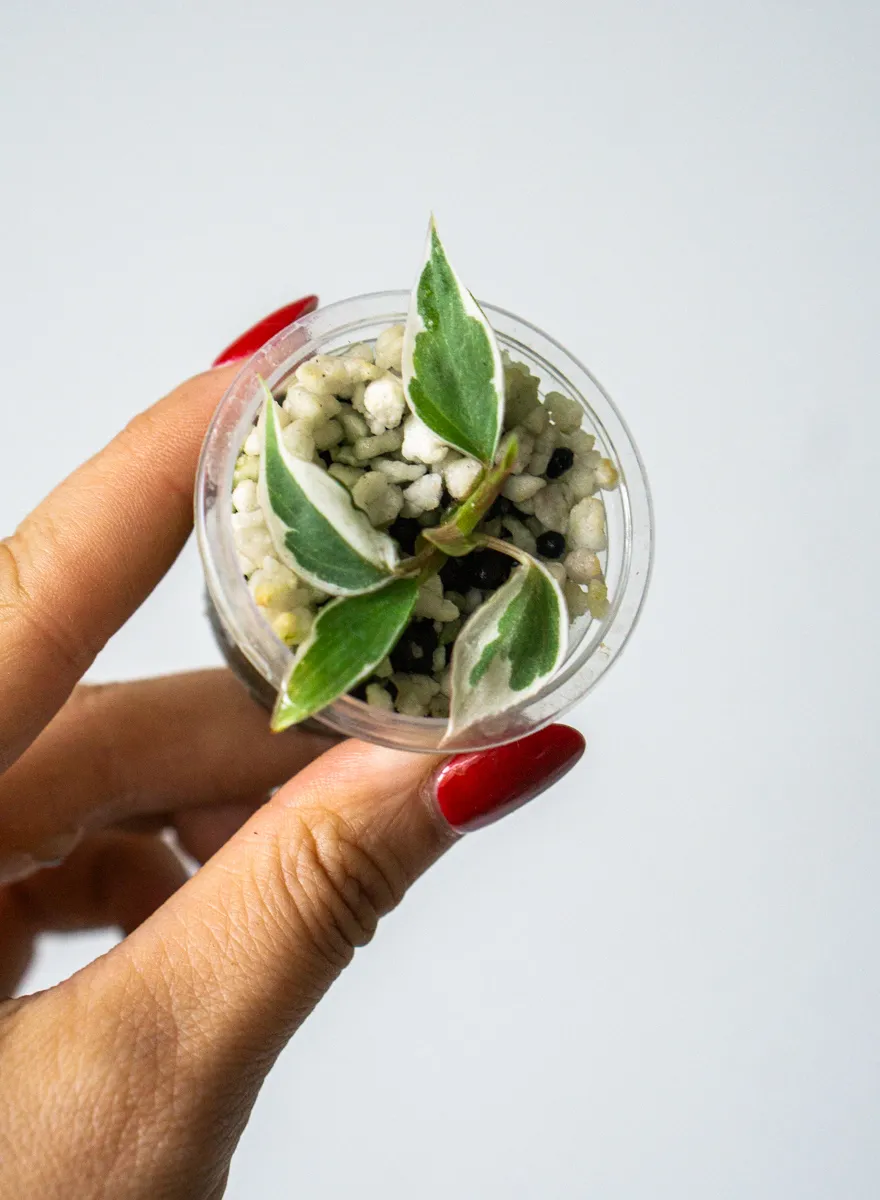 Philodendron Micans Velvet Halo variegatum (semihydro)