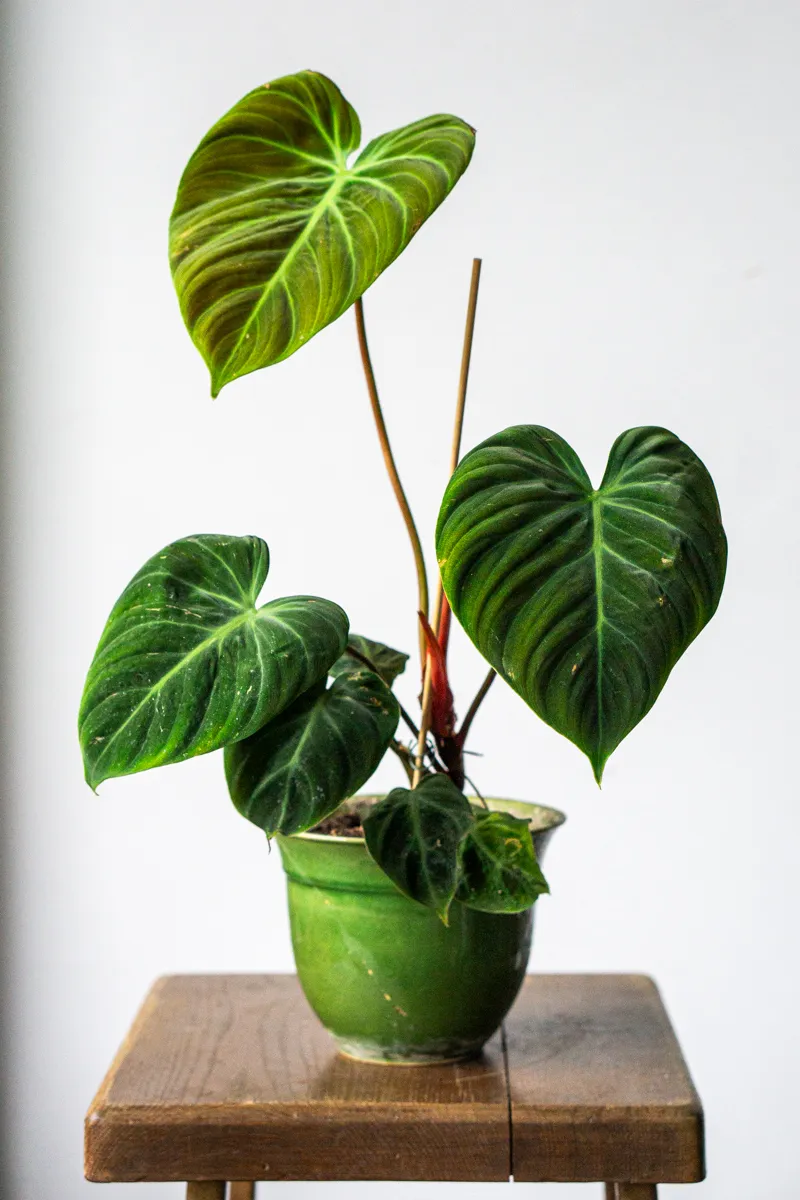 Philodendron El Choco red /rubrijuvenile