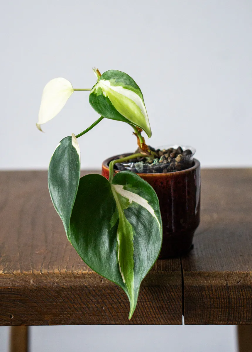 Philodendron Cream Splash (semihydro) -nahodny kusok