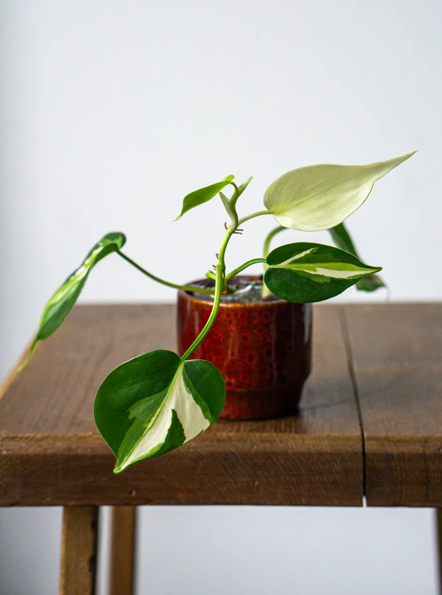 Philodendron Cream Splash (semihydro) -nahodny kusok