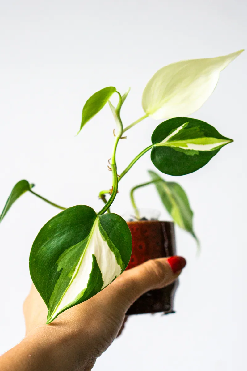 Philodendron Cream Splash (semihydro) -nahodny kusok