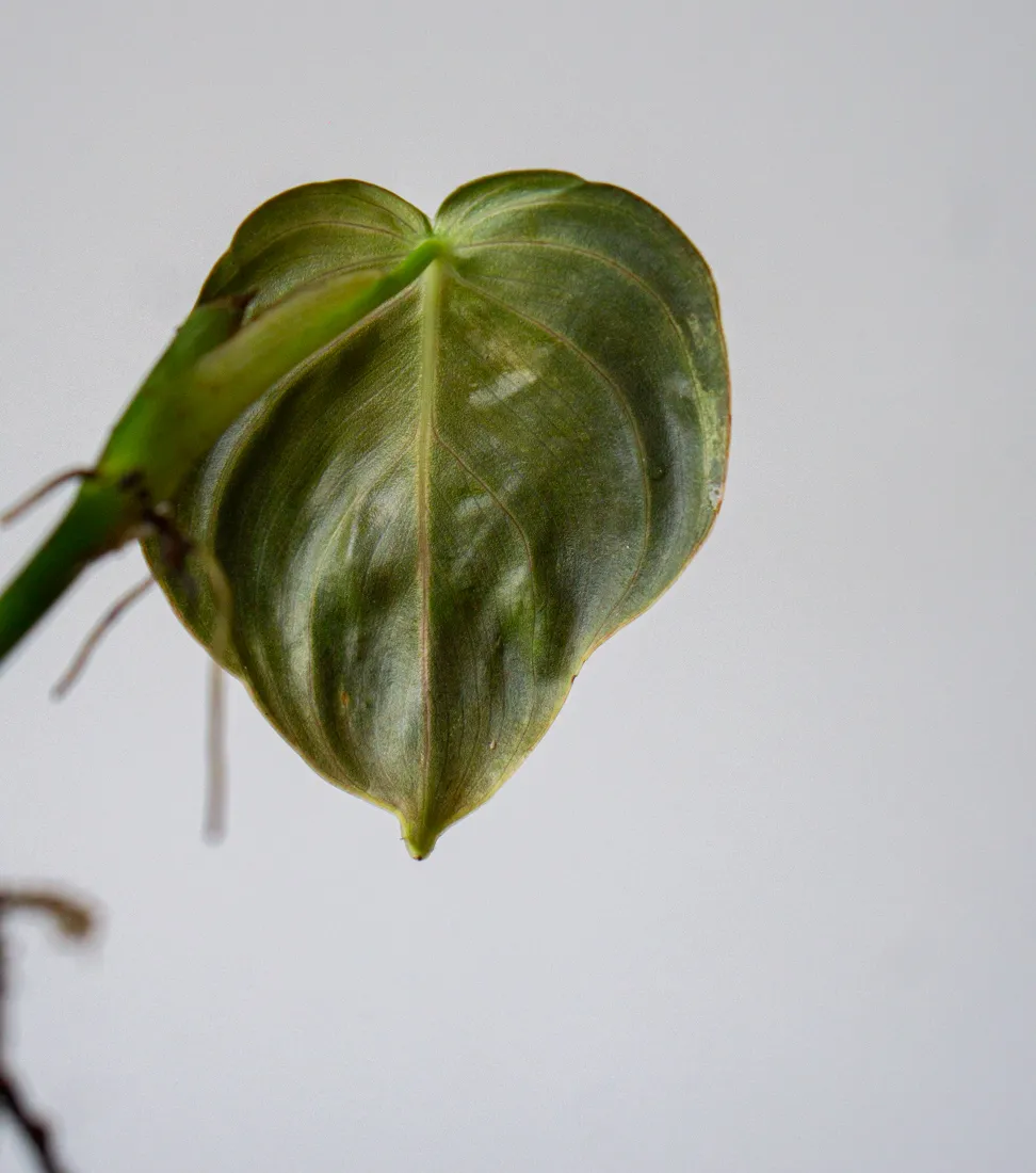 Odrezok Philodendron Melanochrysum variegatum