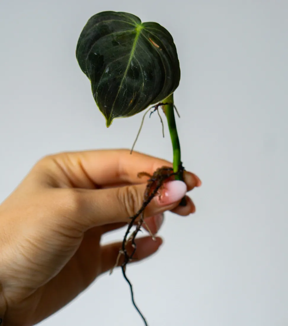 Odrezok Philodendron Melanochrysum variegatum