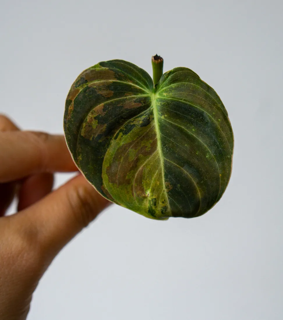 Odrezok Philodendron Melanochrysum variegatum