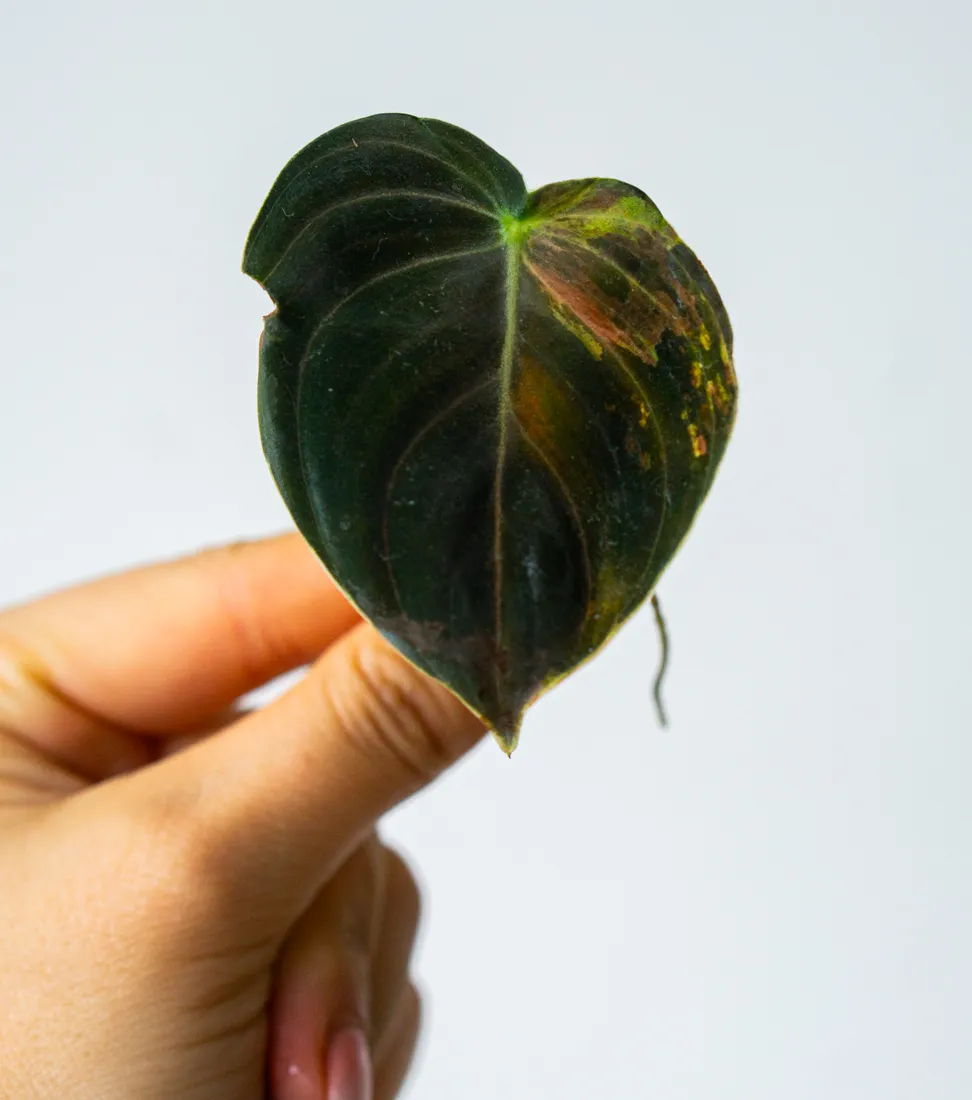 Odrezok Philodendron Melanochrysum variegatum