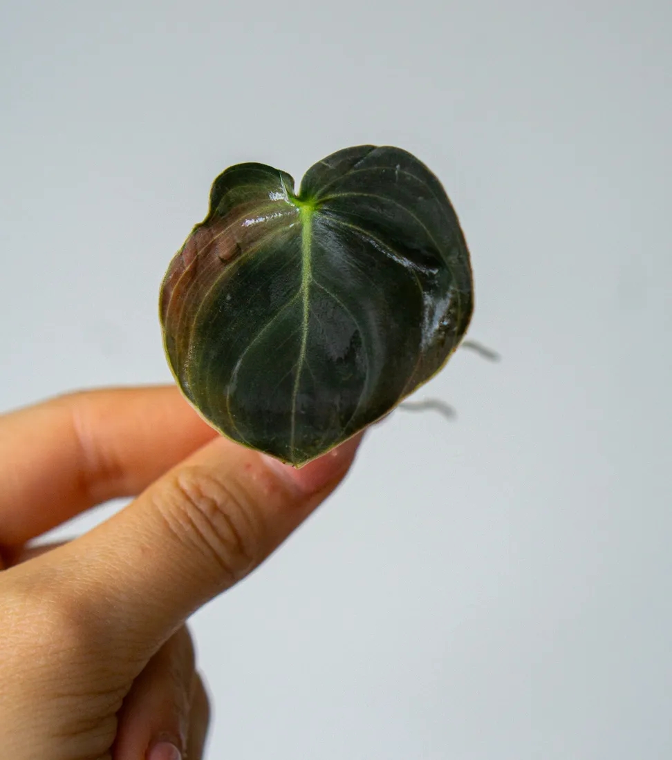 Odrezok Philodendron Melanochrysum variegatum