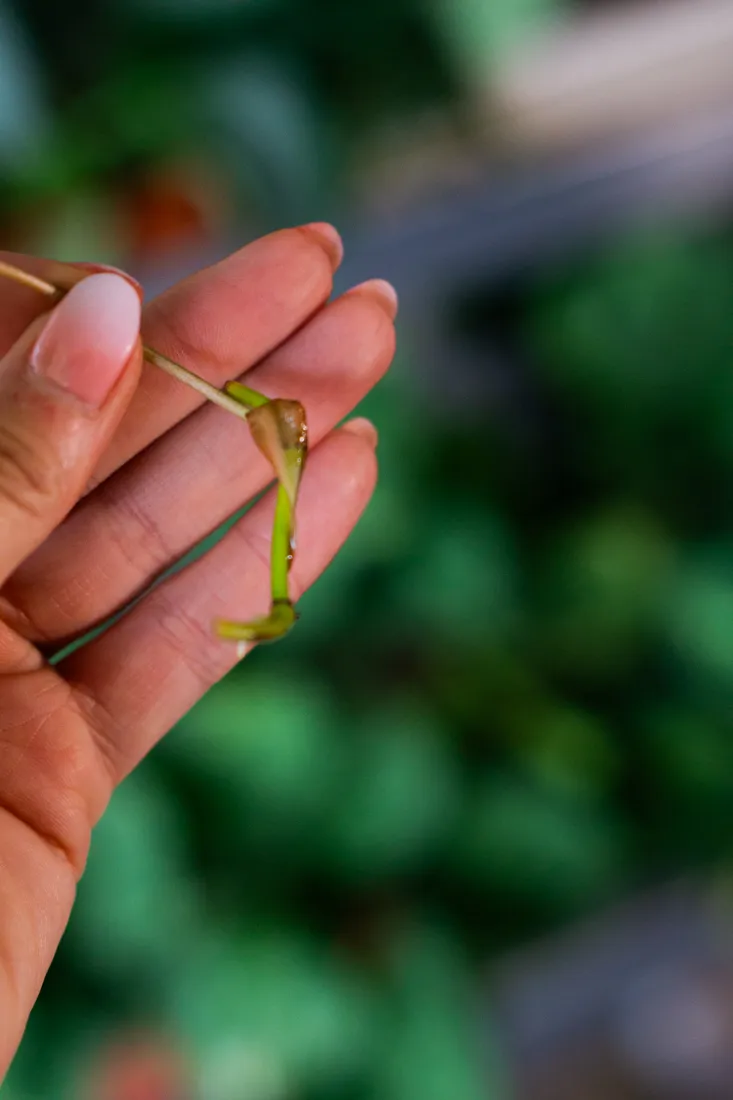 Odrezok Halfmoon Philodendron Micans variegatum